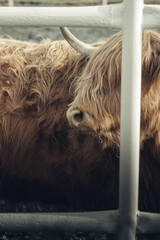 Krowa szkocka, szkocka rasa wyżynna - obrazy, fototapety, plakaty