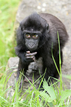 A Crested Macaque (Macaca Nigra)