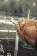 Krowa szkocka, szkocka rasa wyżynna © Aleksandra