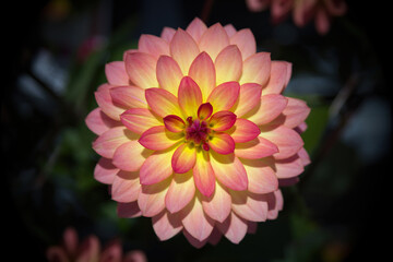 one yellow and pink dahlia flower centered on black background