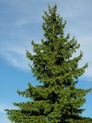 Frühling - frische grüne Triebe eines Fichtenbaums	