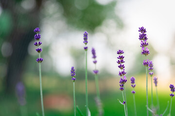 Lavender flower in garden. Beautiful Lavender flowers over blurred green background. Flowering background of blooming Lavender in summer in flower garden. Floral background