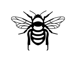 Vector hand drawn illustration of Honey Bee. Isolated black silhouette on white background