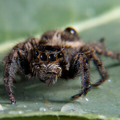 spider front view