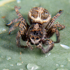 spider general view