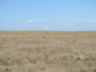 dry grassy plains landscape