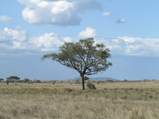 acacia tree on an african savannah wilderness