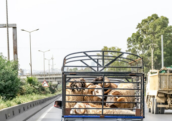 Mini truck carrying big sheep with large sinuous horns on the highway road. Locked in a cage and...