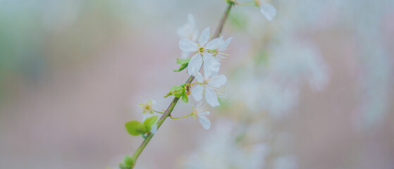 spring flowers on tree branches under the warm sun, soft focus blurry background
