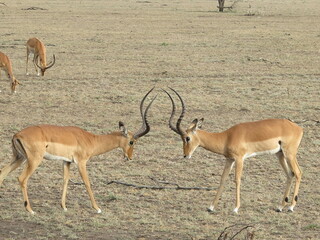 impala antelope in kruger national park testing their dominance with their antlers