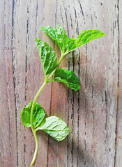 Mint leaves,placed on brown wooden background