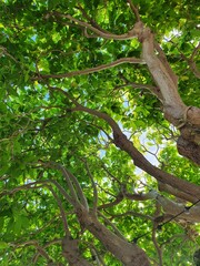 tree in the forest,  tree leaf 