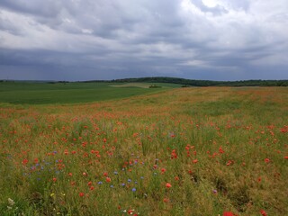 field of poppies