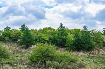 Fototapeta premium 新緑の高ボッチ高原