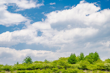 新緑の高ボッチ高原