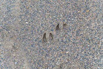 イノシシの足跡