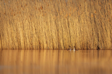 Birds love. Great Crested Grebe. (Podiceps cristatus). Nature background.