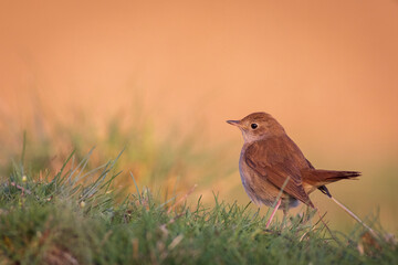Cute little bird. Common Nightingale. (Luscinia megarhynchos). Nature background.