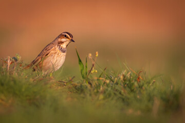 Cute bird. Colorful natural background. Bird: Common bird Bluethroat. Luscinia svecica.
