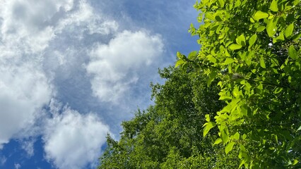Summersky with trees.