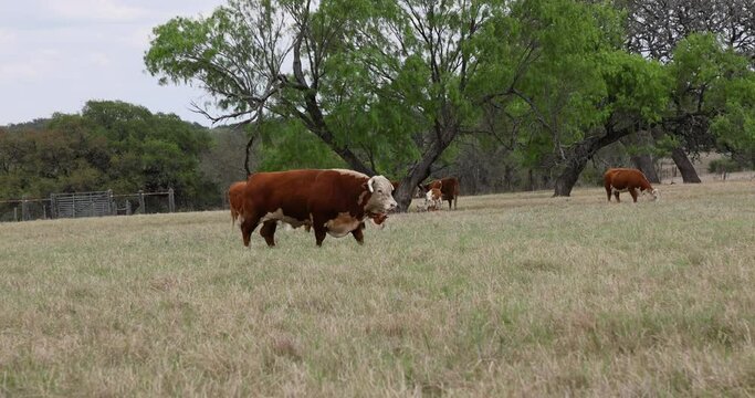 Cattle herd bull walking central Texas ranch. Hereford cattle raised historical JBJ ranch in central Texas. Green farm fields on rolling hills. Cows, calves and bulls and steers.