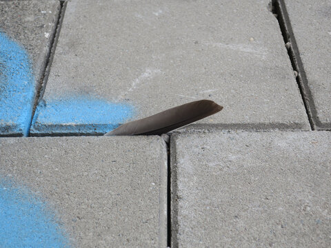 feather caught between two pavement tiles on the sidewalk