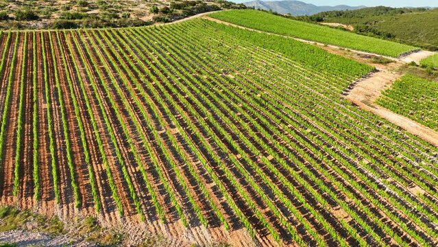 vineyards in the Mediterranean region, viticulture concept, aerial view of scenic vineyards in Italy, beautiful rural landscape, cultivation of wine 