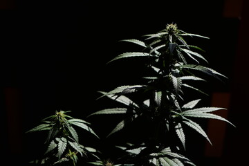 Cannabis plant light on black background. CBD plants cultivation. Aesthetic Marijuana bush 
