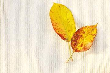 Yellow fallen leaves on knitted texture. Autumn background 