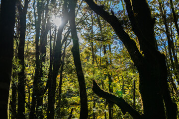 Obraz premium Silhouette tree trunk and green and gold foliage in New Zealand rainforest