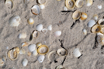 Shells on the sandy beach 