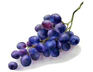 Hand drawn watercolor illustration with a branch of ripe grapes close-up isolated on white background