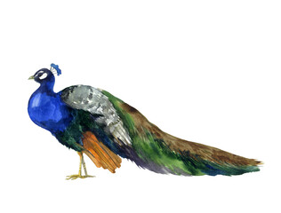 Obraz premium Watercolor peacock on the white background. Summer elegance tropical. Wedding flora botany. Birthday invitation zoo. Stylized painted fauna digital. Invite profile decorative illustration.