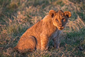 Cub at Golden Hour