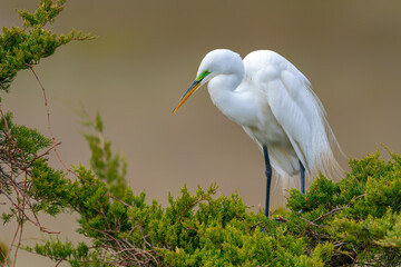 A beautiful bird, the great white egret on the tree top. White bird in nature forest habitat,...