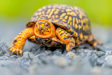 Obraz premium Eastern Box Turtle crossing the road