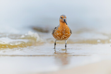 Red knot. Protect the endangered species, biological diversity theme.3rd March, world day of endangered species. - obrazy, fototapety, plakaty