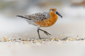 Red knot. Endangered species. One of the most endangered distinct populations of birds. Environment day, World Habitat and  wildlife day. Striking pose, scene on the shoreline. - obrazy, fototapety, plakaty