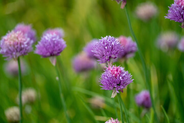 flowers in the garden (basilicum)