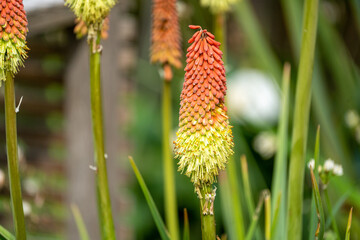 flower in the garden
