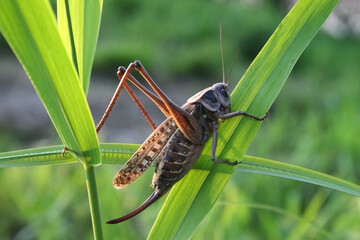 Grasshopper is sitting on a leaf close-up macro shooting