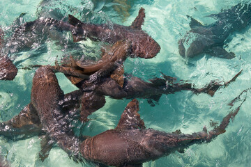 nurse shark frenzy