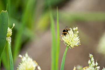 bee on a flower