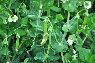 Fototapeta premium Peas ripen on a green bush