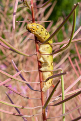 yellow caterpillar on a branch