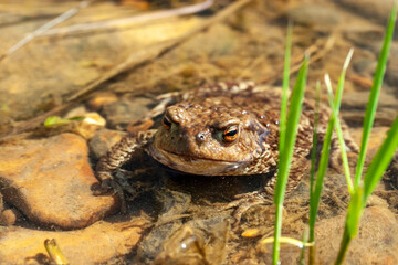 brown frog in the water