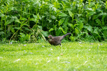 bird on the grass