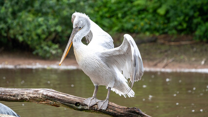 white pelican