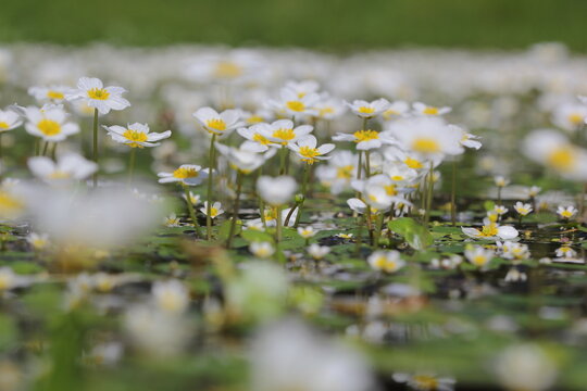 the common water-crowfoot or white water-crowfoot (Ranunculus aquatilis) fully flowering on the water surface