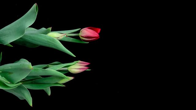 Growth, flowering and wilting of a bouquet of tulips on a black background, time lapse. Blooming Tulips flower open, time lapse, close-up. Wedding backdrop, Valentine's Day concept. Bouquet on black